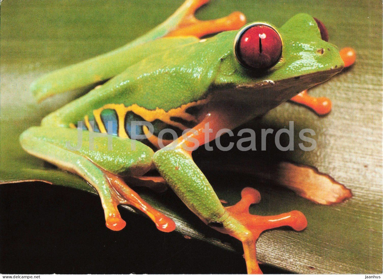 Red-eyed tree frog - Agalychnis callidryas - Prague Zoo animals - 1980s - Czechoslovakia - unused - JH Postcards