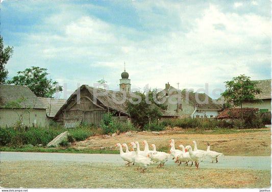 Motiv aus Illmitz - Burgenland - rural landscape - geese - village - countryside - Austria - used - JH Postcards