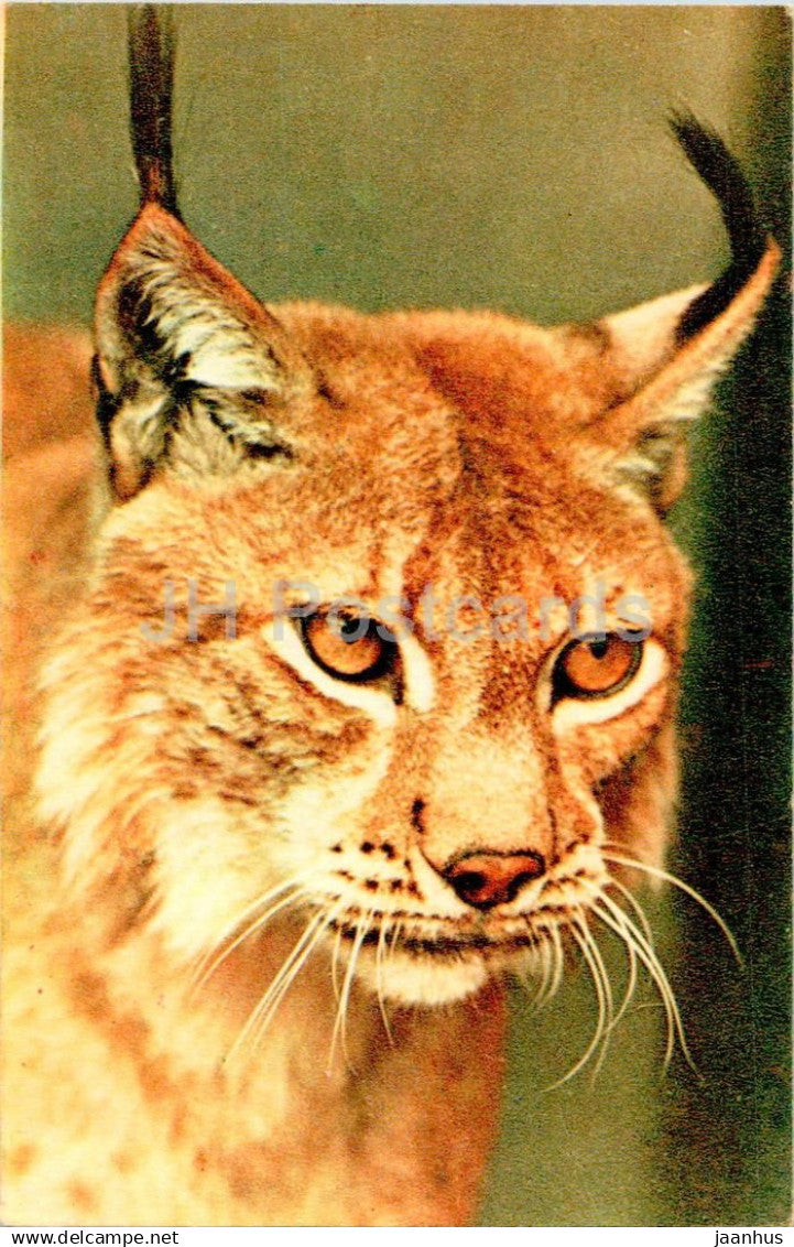 Eurasian lynx - Lynx lynx - Moscow Zoo - 1969 - Russia USSR - unused - JH Postcards