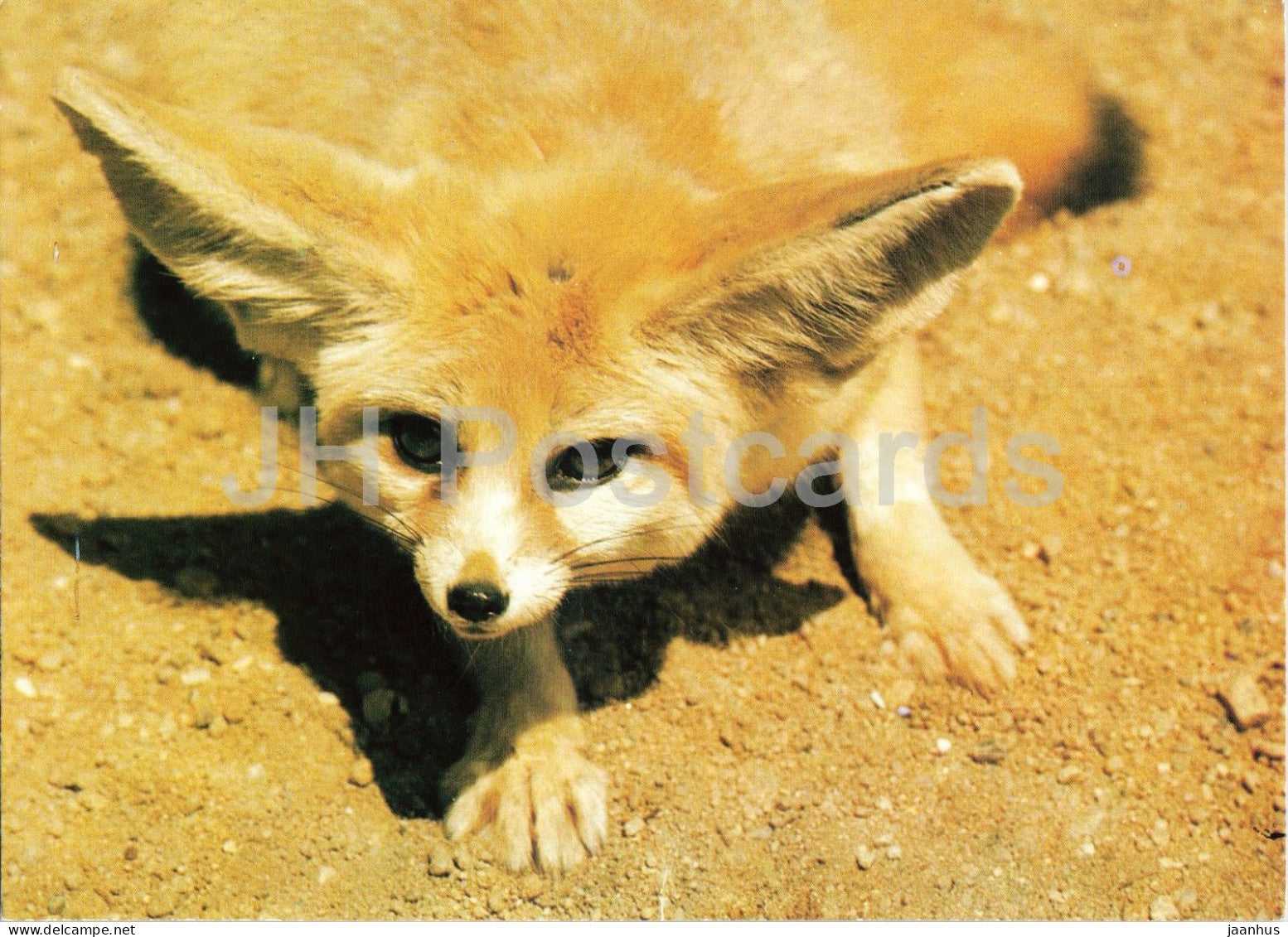 Fennec fox - Vulpes zerda - Prague Zoo animals - 1980s - Czechoslovakia - unused - JH Postcards