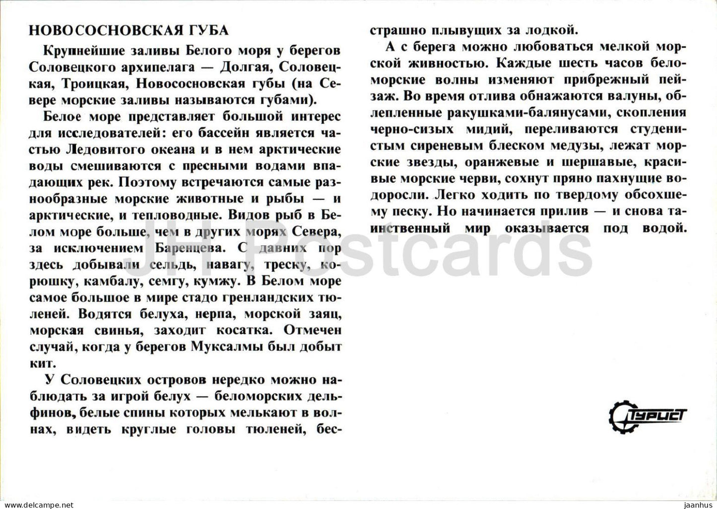 Solovetsky Islands - Novososnocskaya bay - Turist - Russia - unused