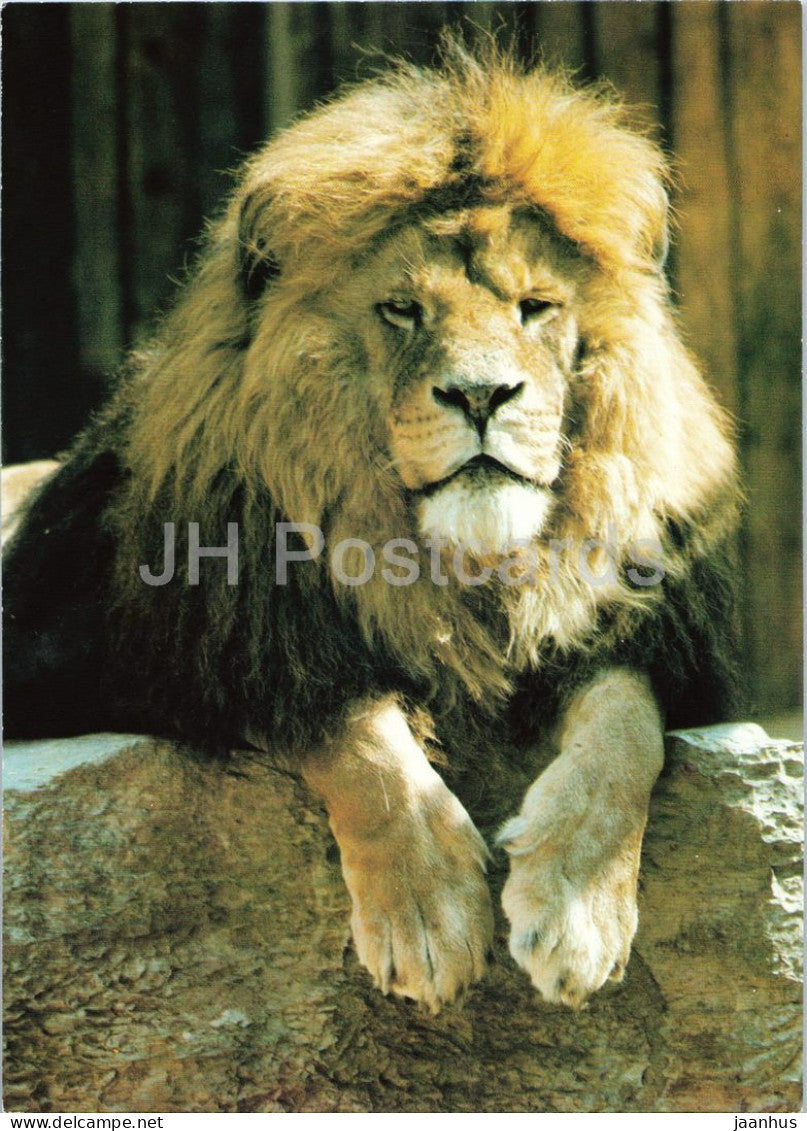 African lion - Panthera leo - Prague Zoo animals - 1980s - Czechoslovakia - unused - JH Postcards