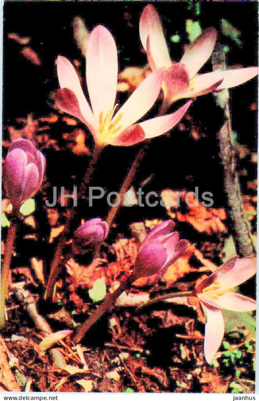 Elbrus region - Crocuses in mountains - flowers - 1973 - Russia USSR - unused - JH Postcards