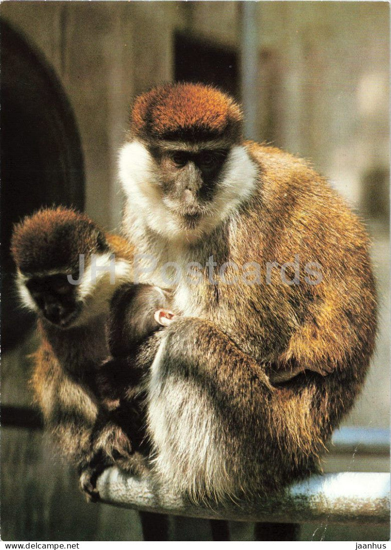 Green monkey - Chlorocebus sabaeus - Prague Zoo animas - 1980s - Czechoslovakia - unused - JH Postcards