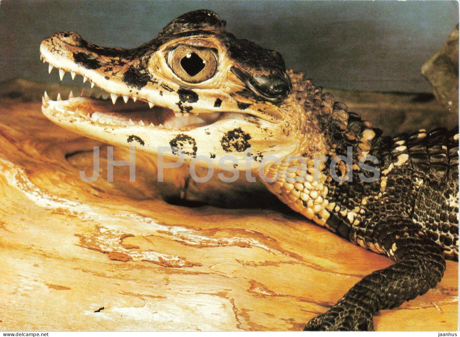 Black caiman - Melanosuchus niger - Prague Zoo animals - 1980s - Czechoslovakia - unused - JH Postcards