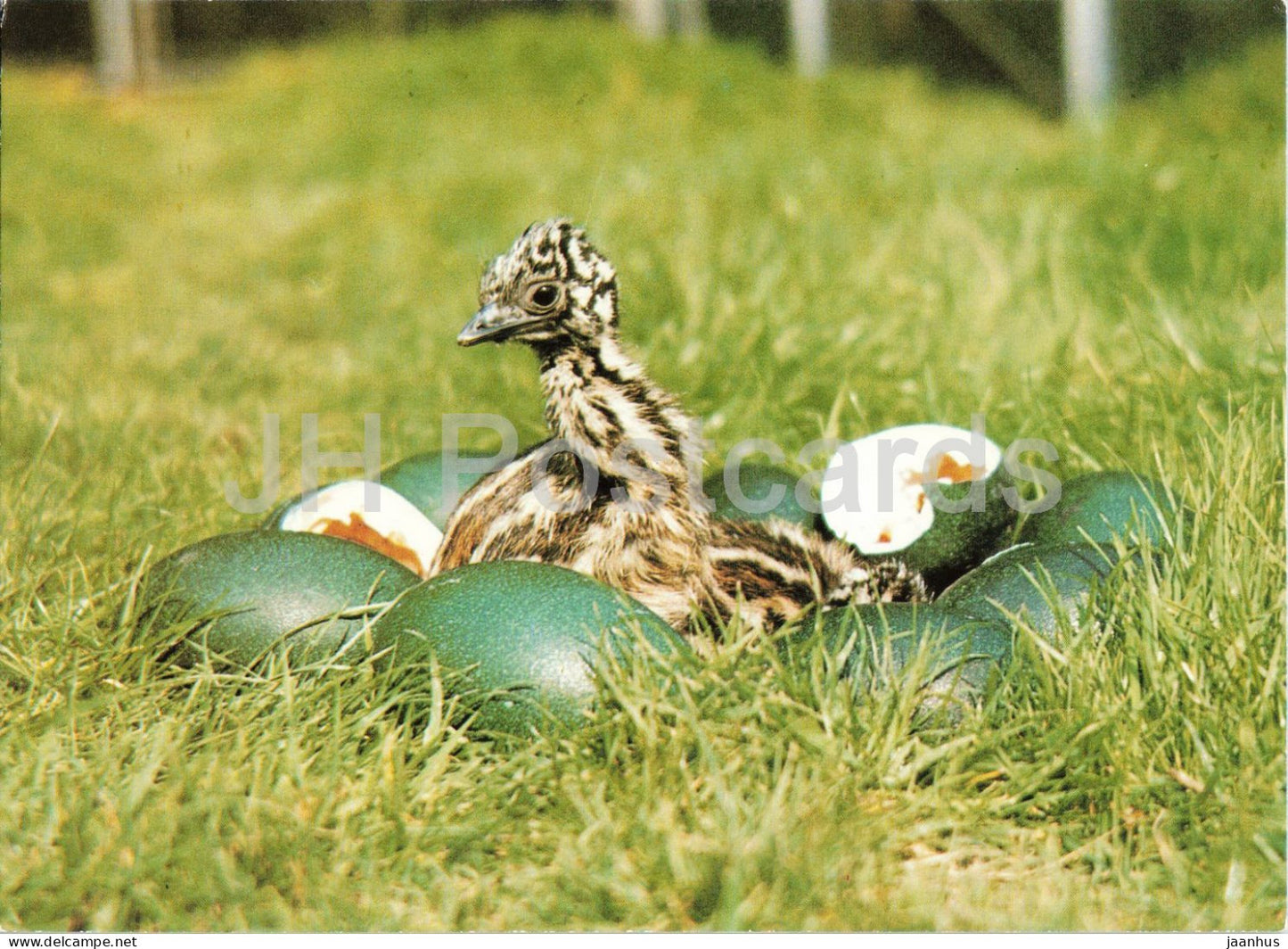 Emu - Dromaius novaehollandiae - Prague Zoo birds - 1980s - Czechoslovakia - unused - JH Postcards