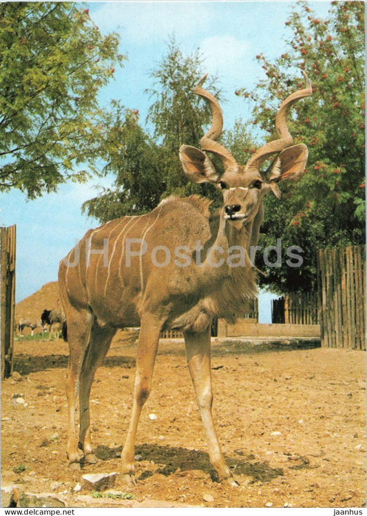 Greater kudu - Tragelaphus strepsiceros - Prague Zoo animals - 1980s - Czechoslovakia - unused - JH Postcards