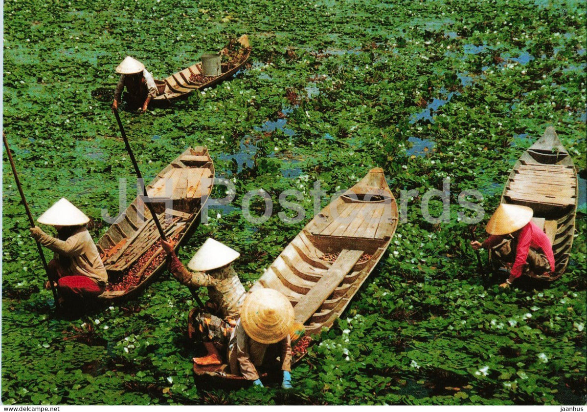 Reaping of water caltrops Dong Thap - photograph by Nguyen Kinh Luan - boat - 1990s - Vietnam - unused - JH Postcards