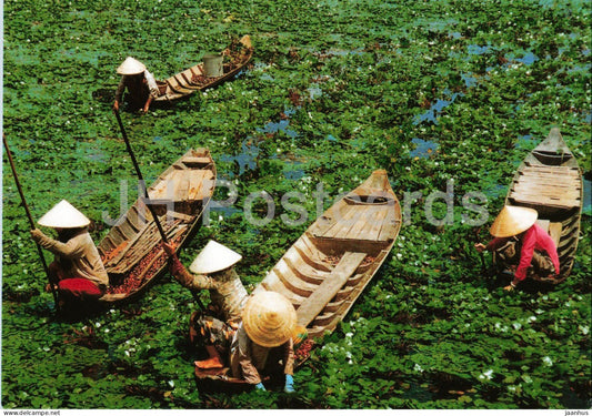 Reaping of water caltrops Dong Thap - photograph by Nguyen Kinh Luan - boat - 1990s - Vietnam - unused - JH Postcards