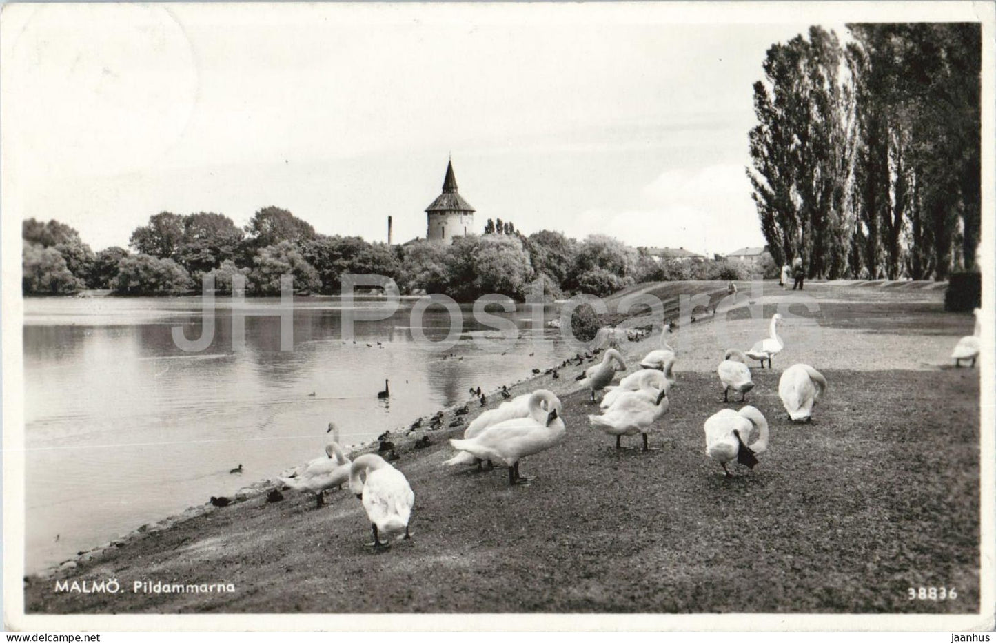 Malmo - Pildammarna - Pildammsparken - lake swans park birds - 38836 - old postcard - 1956 - Sweden - used - JH Postcards