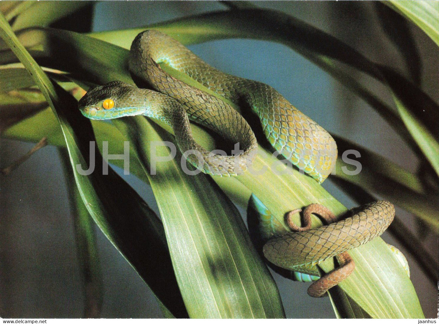 Green tree viper - Craspedocephalus gramineus - Prague Zoo animals - 1980s - Czechoslovakia - unused - JH Postcards