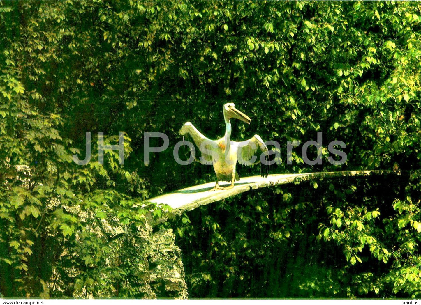 Kaliningrad - in the Zoo - Pelican - birds - 1 - 1984 - Russia USSR - unused - JH Postcards