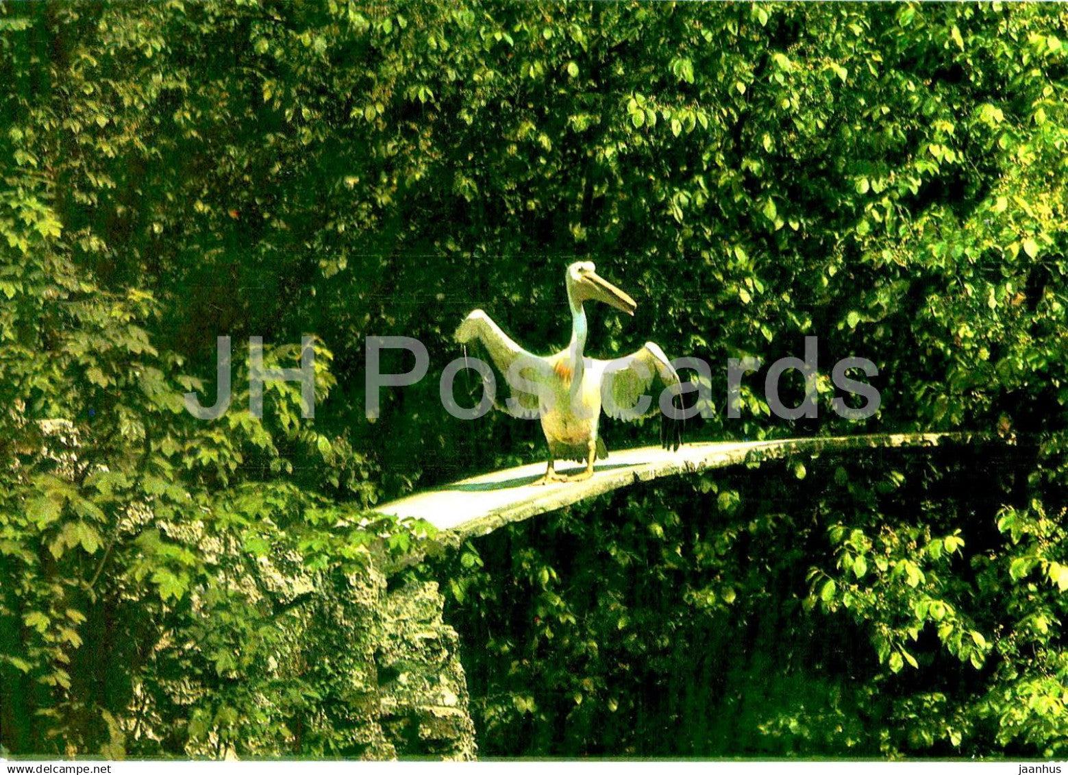 Kaliningrad - in the Zoo - Pelican - birds - 1 - 1984 - Russia USSR - unused - JH Postcards