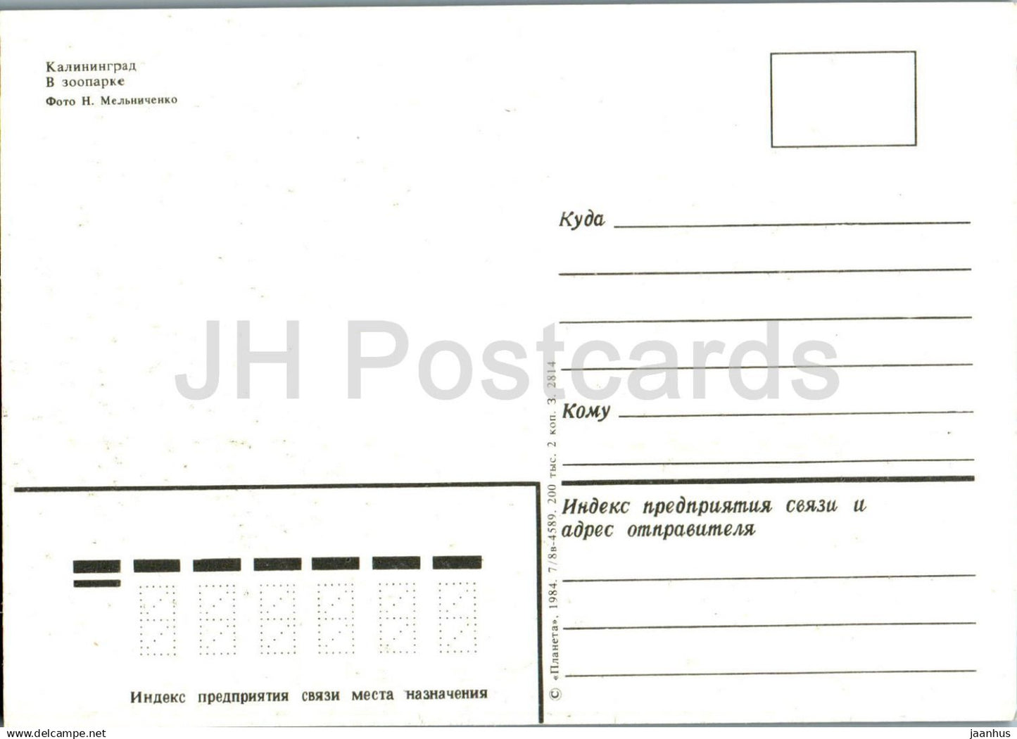 Kaliningrad - au zoo - Pélican - oiseaux - 1 - 1984 - Russie URSS - non utilisé 