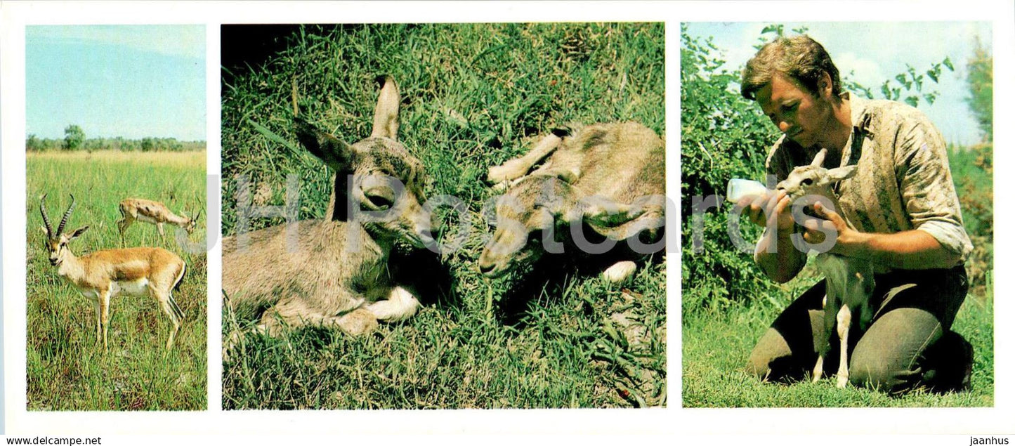 Tigrovaya Balka Nature Reserve - Goitered gazelle - Gazella subgutturosa - 1983 - Tajikistan USSR - unused - JH Postcards