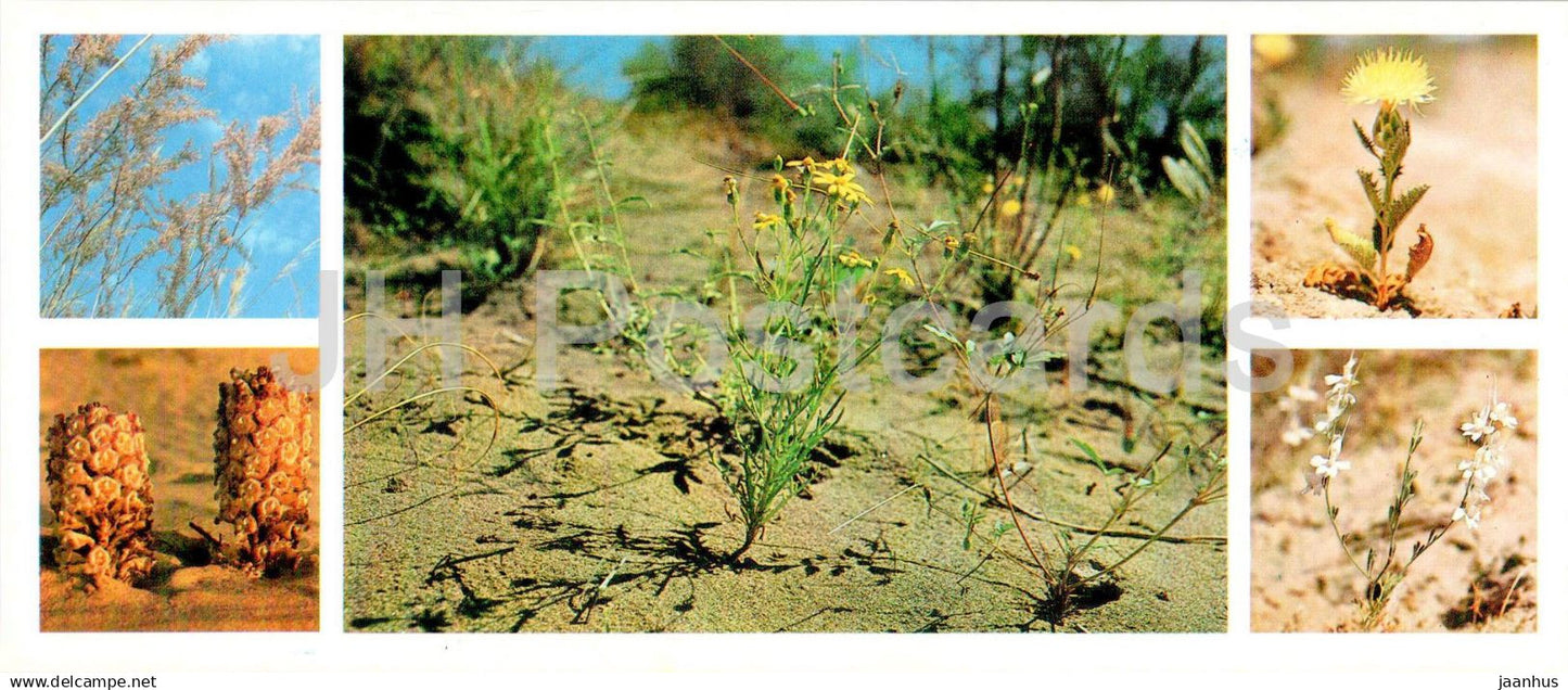 Tigrovaya Balka Nature Reserve - Flowers - 1983 - Tajikistan USSR - unused - JH Postcards