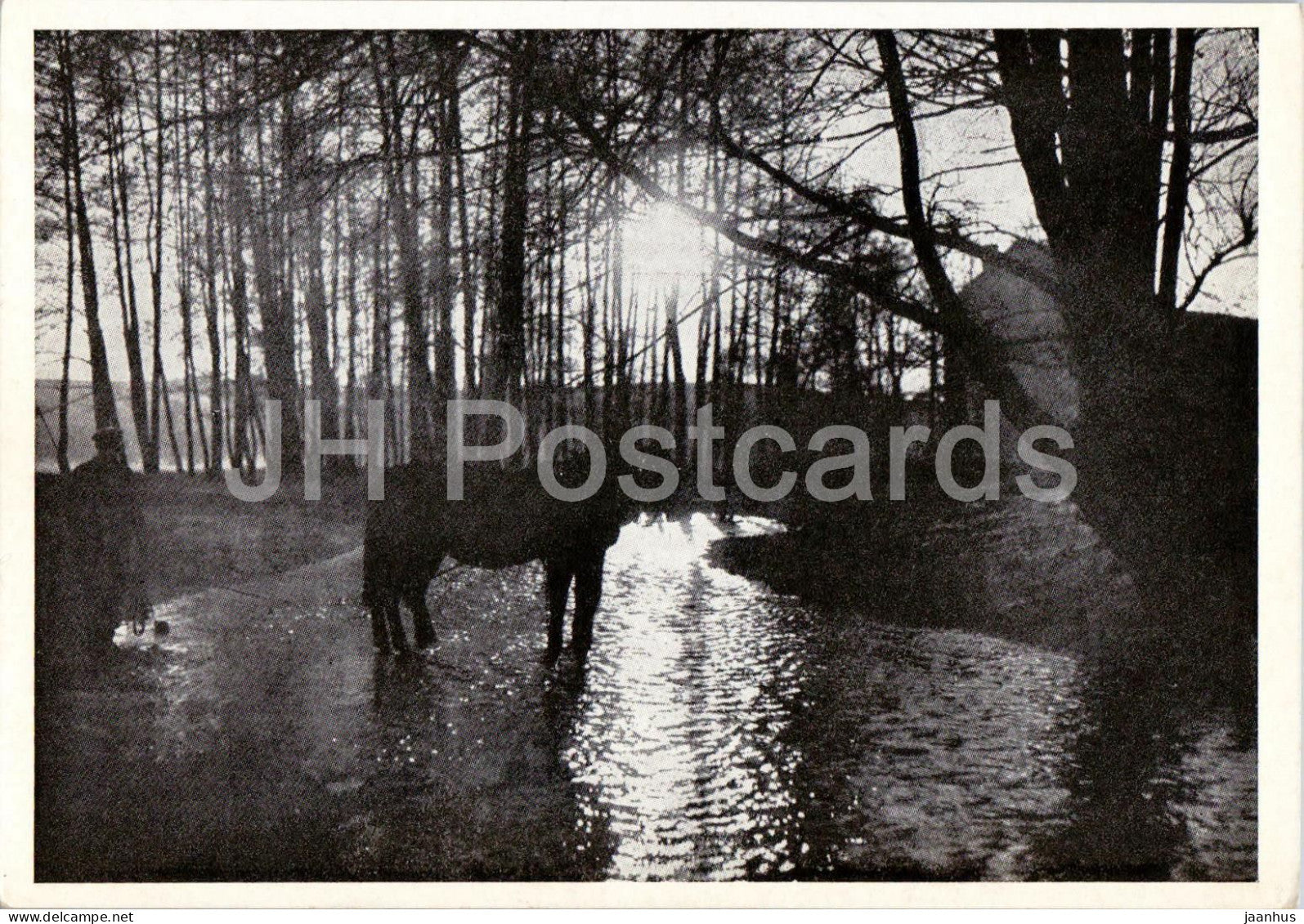 Im Dramatal - Kreis Gleiwitz - Drama Valley - horse - Gliwice - Schlesien - Silesia - old postcard - Poland - unused - JH Postcards