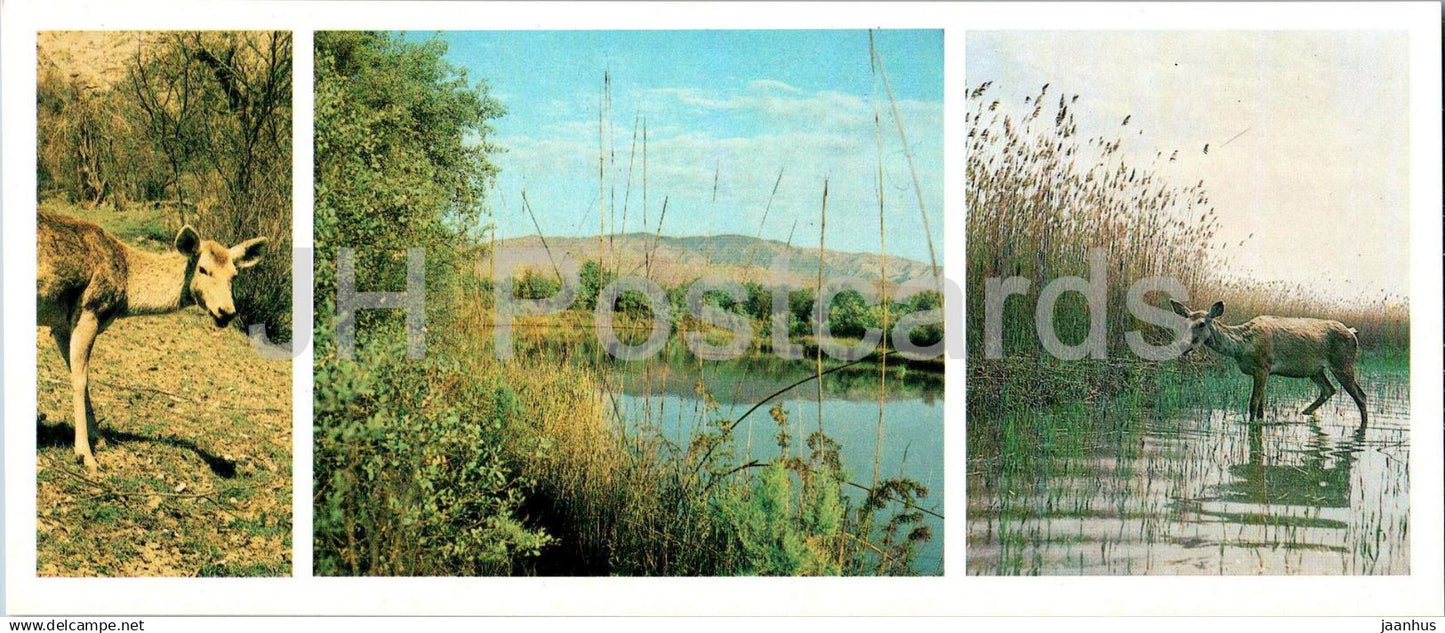 Tigrovaya Balka Nature Reserve Bactrian deer - Bukhara deer - Cervus elaphus bactrianus 1983 - Tajikistan USSR - unused - JH Postcards