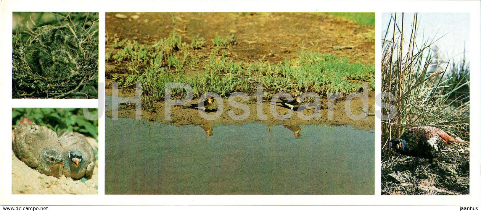 Tigrovaya Balka Nature Reserve - Birds - 1983 - Tajikistan USSR - unused - JH Postcards