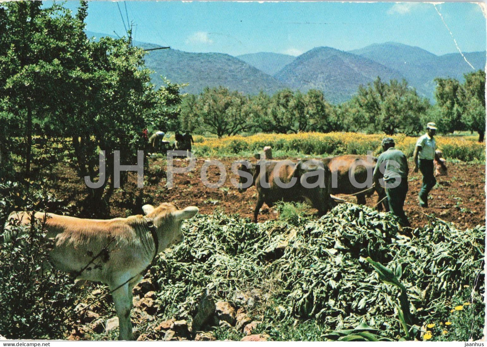 The life at the country - The ploughing - rural life - ox- animals - field agriculture - 141 - 1979 - Greece - used - JH Postcards