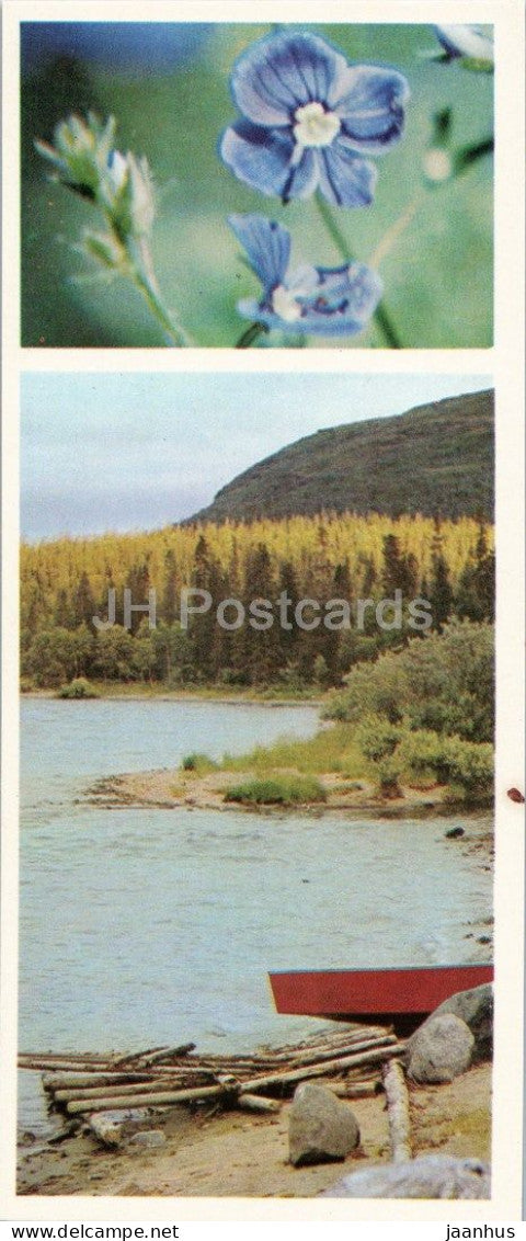Taiga Flowers - Speedwell - Veronica - botanical photograph - 1974 - Russia - USSR - unused - JH Postcards