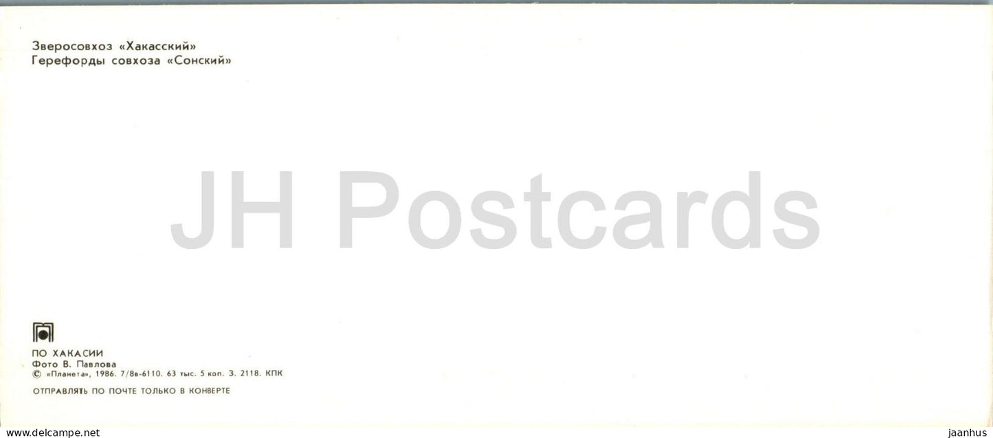 animal farm Khakassky - Sonsky State Farm Herefords - cow - animals - Khakassia - 1986 - Russia USSR - unused