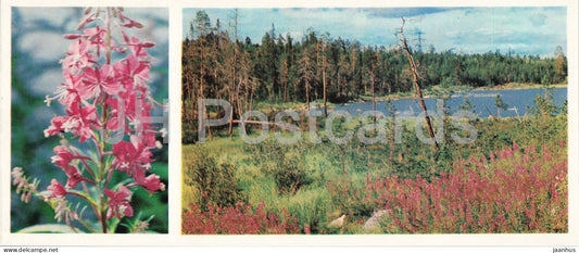 Taiga Flowers - Fireweed - Chamaenerion angustifolium - botanical photograph - 1974 - Russia - USSR - unused - JH Postcards
