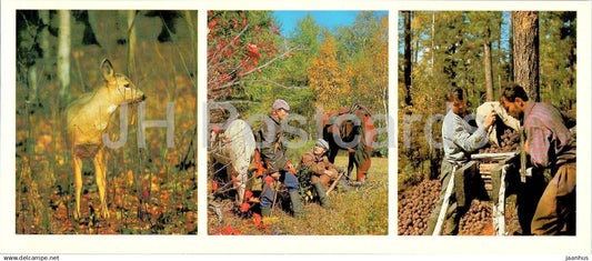 Bratsk reservoir - Siberian forest - animals - deer - cones - 1 - 1981 - Russia USSR - unused - JH Postcards