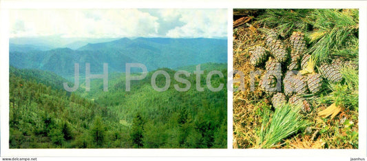 Cedar forests - traas - Khakassia - 1986 - Russia USSR - unused - JH Postcards