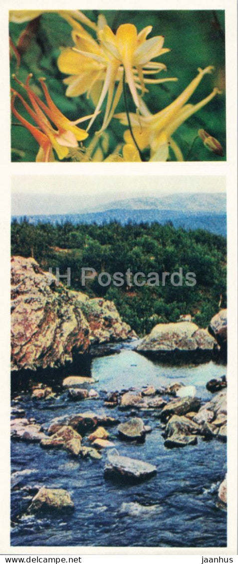 Taiga Flowers - Golden columbine - Aquilegia chrysantha - botanical photograph - 1974 - Russia - USSR - unused - JH Postcards