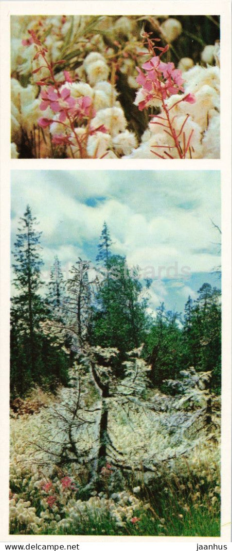 Taiga Flowers - Cottongrass - Eriophorum - botanical photograph - 1974 - Russia - USSR - unused - JH Postcards