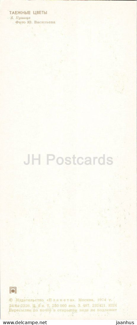 Taiga Flowers - Cottongrass - Eriophorum - botanical photograph - 1974 - Russia - USSR - unused