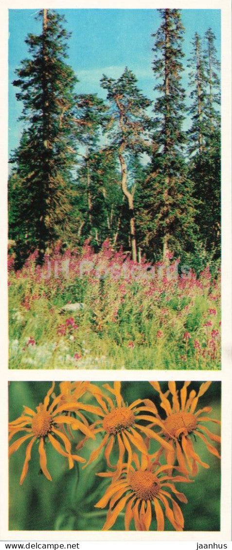 Taiga Flowers - Sneezeweed - Hymenoxys hoopesii - botanical photograph - 1974 - Russia - USSR - unused - JH Postcards