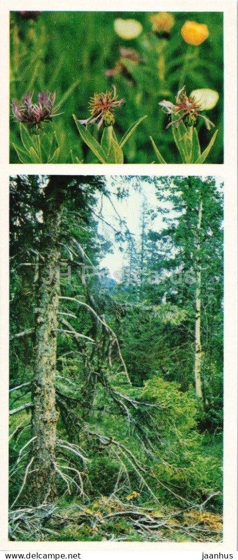 Taiga Flowers - Perennial cornflower - Centaurea montana - botanical photograph - 1974 - Russia - USSR - unused - JH Postcards