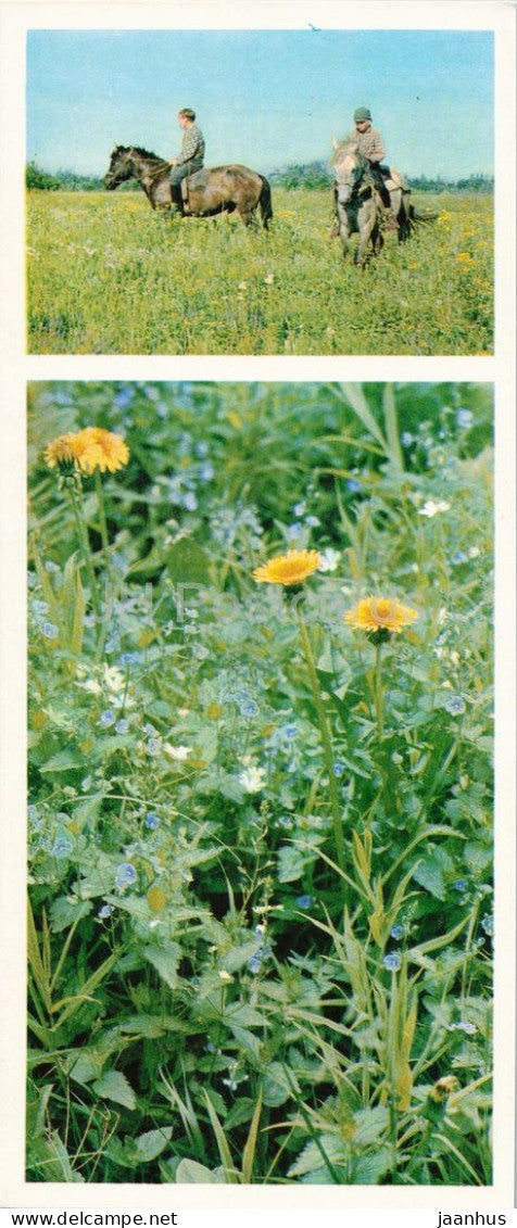 Taiga Flowers - Oak speedwell and ladys bedstraw - horse - botanical photograph - 1974 - Russia - USSR - unused - JH Postcards