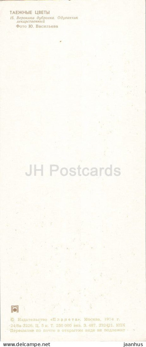 Taiga Flowers - Oak speedwell and ladys bedstraw - horse - botanical photograph - 1974 - Russia - USSR - unused