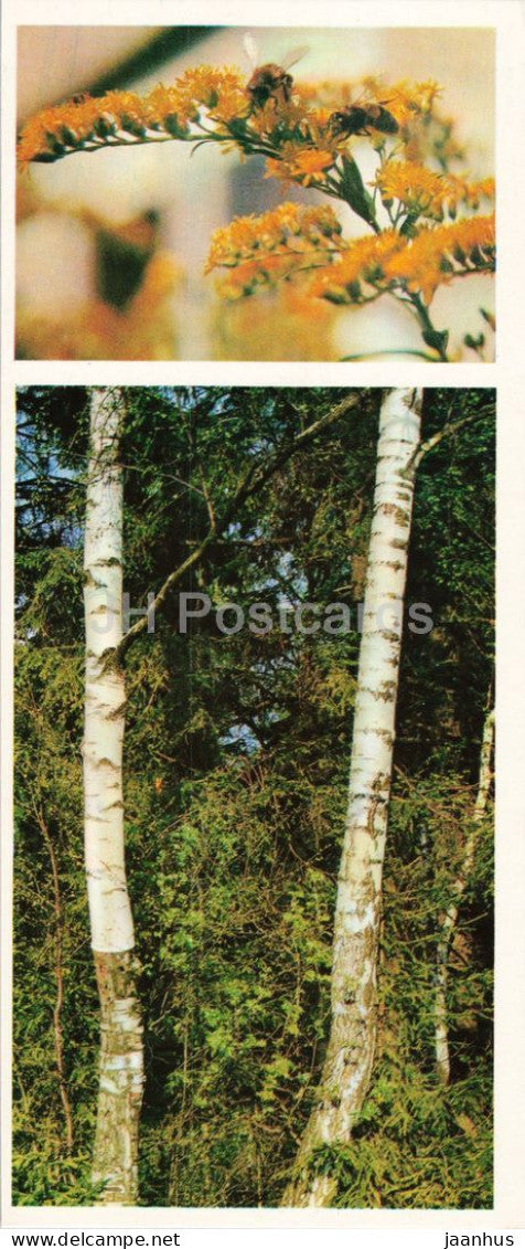 Taiga Flowers - Goldenrod - Solidago - birch - botanical photograph - 1974 - Russia - USSR - unused - JH Postcards
