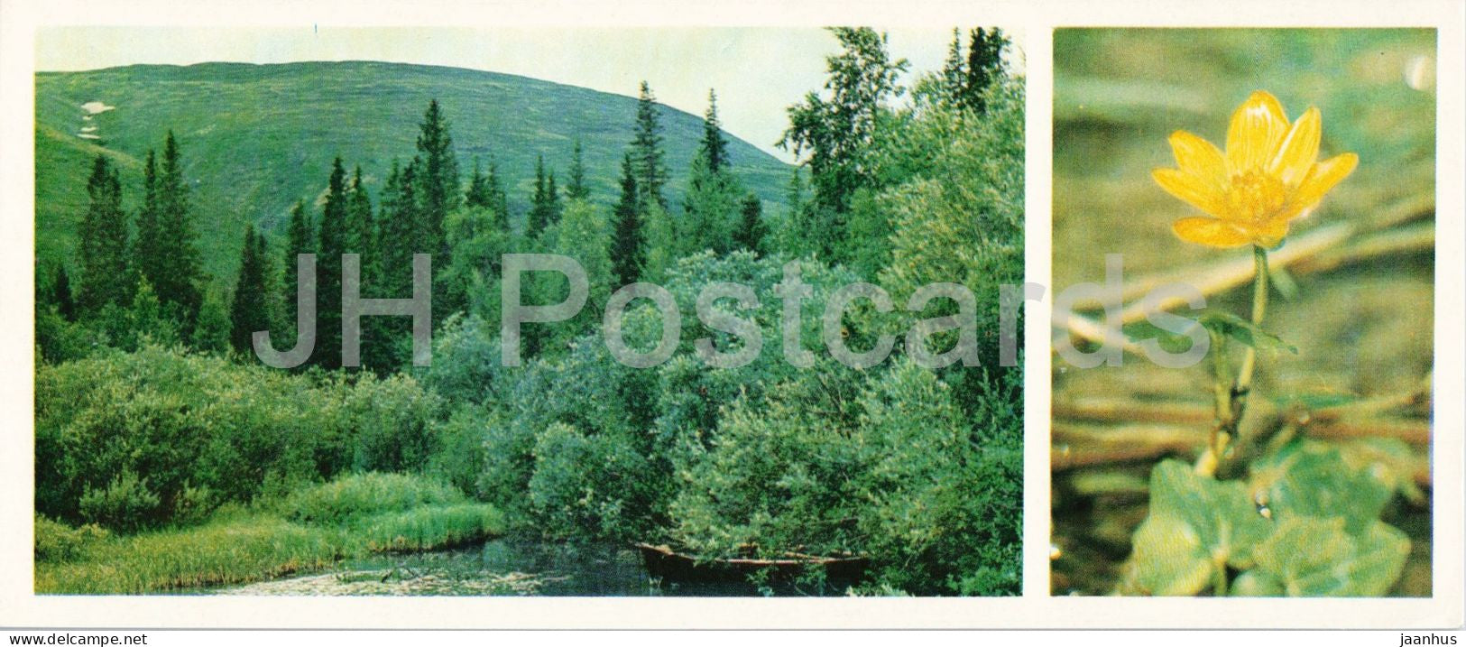 Taiga Flowers - Lesser celandine - Ficaria verna - botanical photograph - 1974 - Russia - USSR - unused - JH Postcards