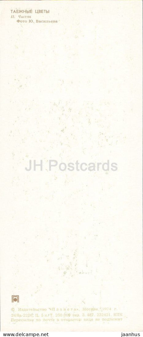 Taiga Flowers - Lesser celandine - Ficaria verna - botanical photograph - 1974 - Russia - USSR - unused