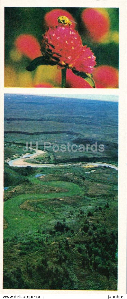 Taiga Flowers - Goodyera orchid - botanical photograph - 1974 - Russia - USSR - unused - JH Postcards