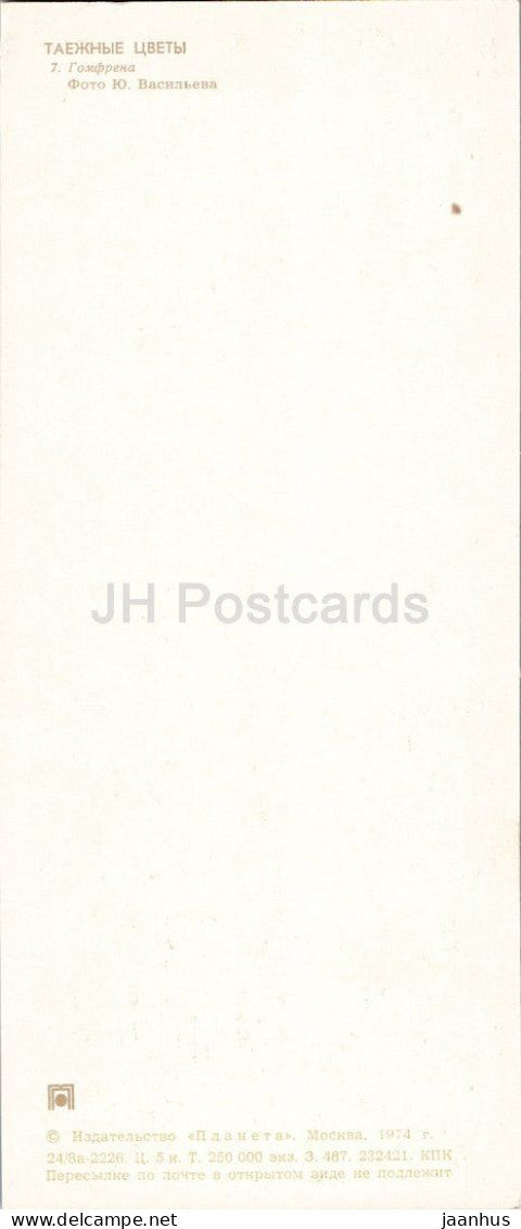Taiga Flowers - Goodyera orchid - botanical photograph - 1974 - Russia - USSR - unused