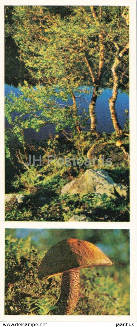 Taiga Flowers - Aspen mushroom - Leccinum insigne - botanical photograph - 1974 - Russia - USSR - unused - JH Postcards