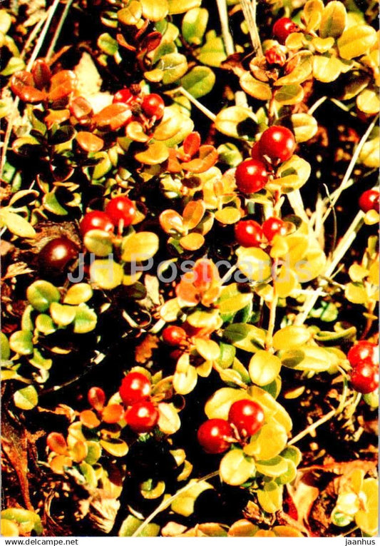 Lingonberry - Vaccinium vitis-idaea - medicinal plants - 1984 - Russia USSR - unused - JH Postcards
