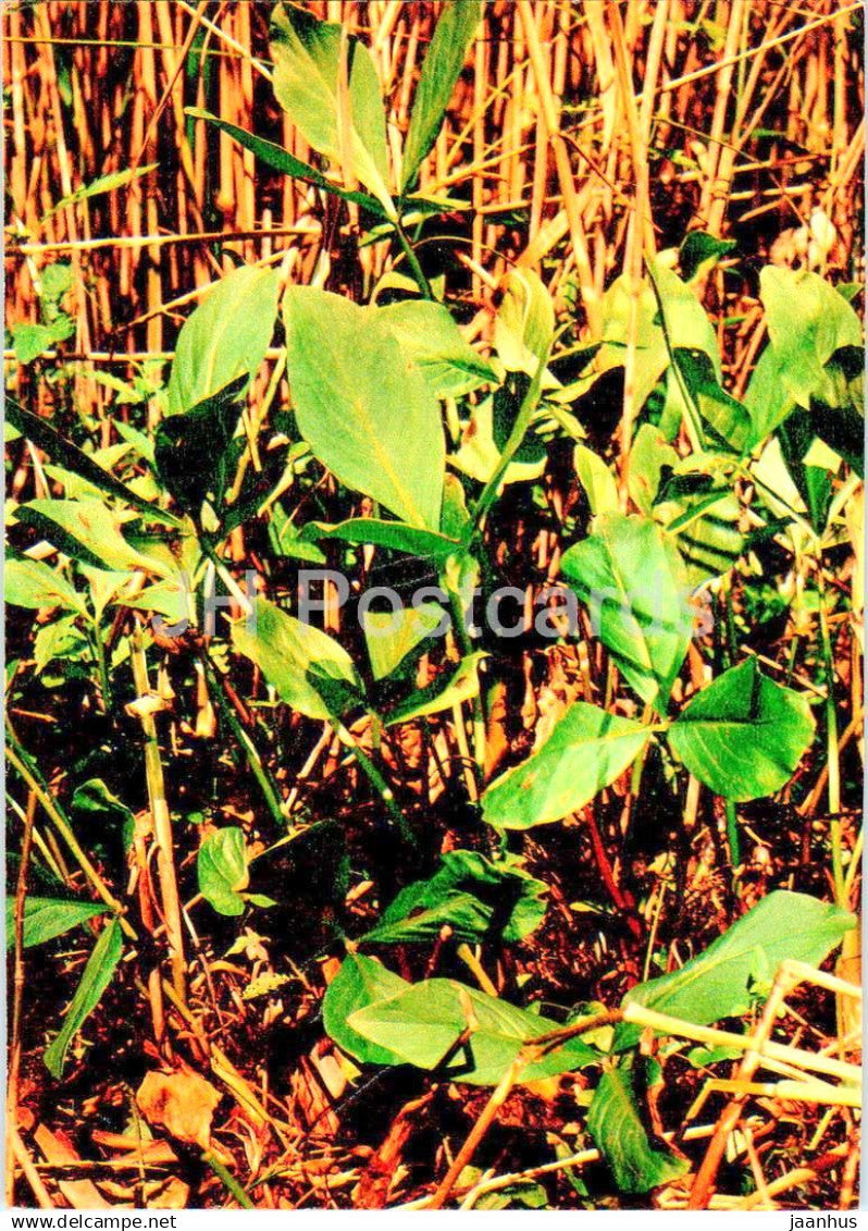 Bogbean - Menyanthes trifoliata - medicinal plants - 1984 - Russia USSR - unused - JH Postcards