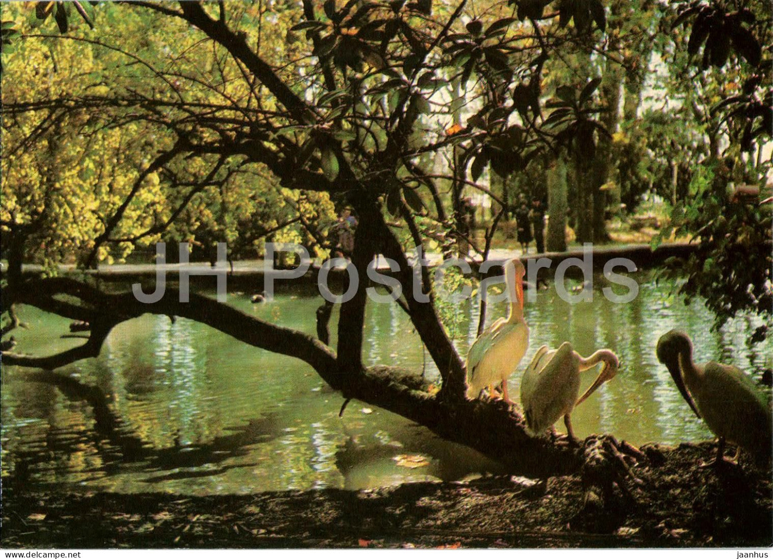 Gagra - Gagra Park - Pelicans - birds - Abkhazia - postal stationery - 1984 - Georgia USSR - unused - JH Postcards