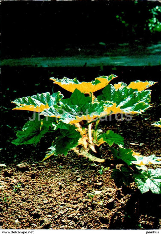 Oplopanax elatus - medicinal plants - 1984 - Russia USSR - unused - JH Postcards