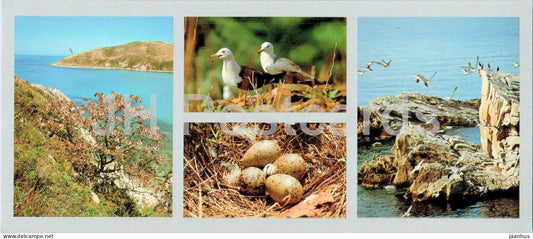 Bay of the Peter the Great - Phurugelm islands - Black-tailed gull nest - birds - 1980 - Russia USSR - unused - JH Postcards