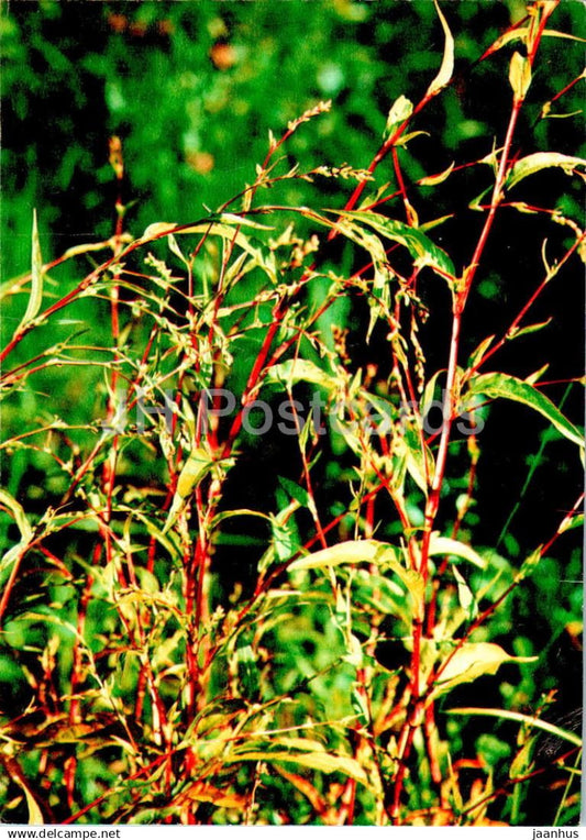 Water pepper - Persicaria hydropiper - medicinal plants - 1984 - Russia USSR - unused - JH Postcards