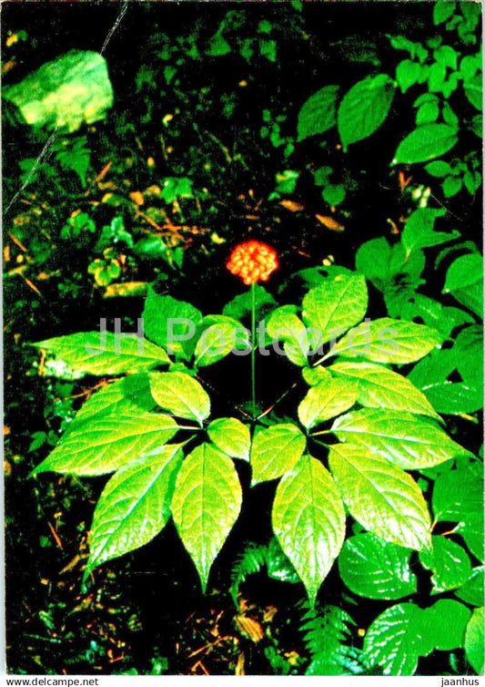 Panax - Ginseng - medicinal plants - 1984 - Russia USSR - unused - JH Postcards