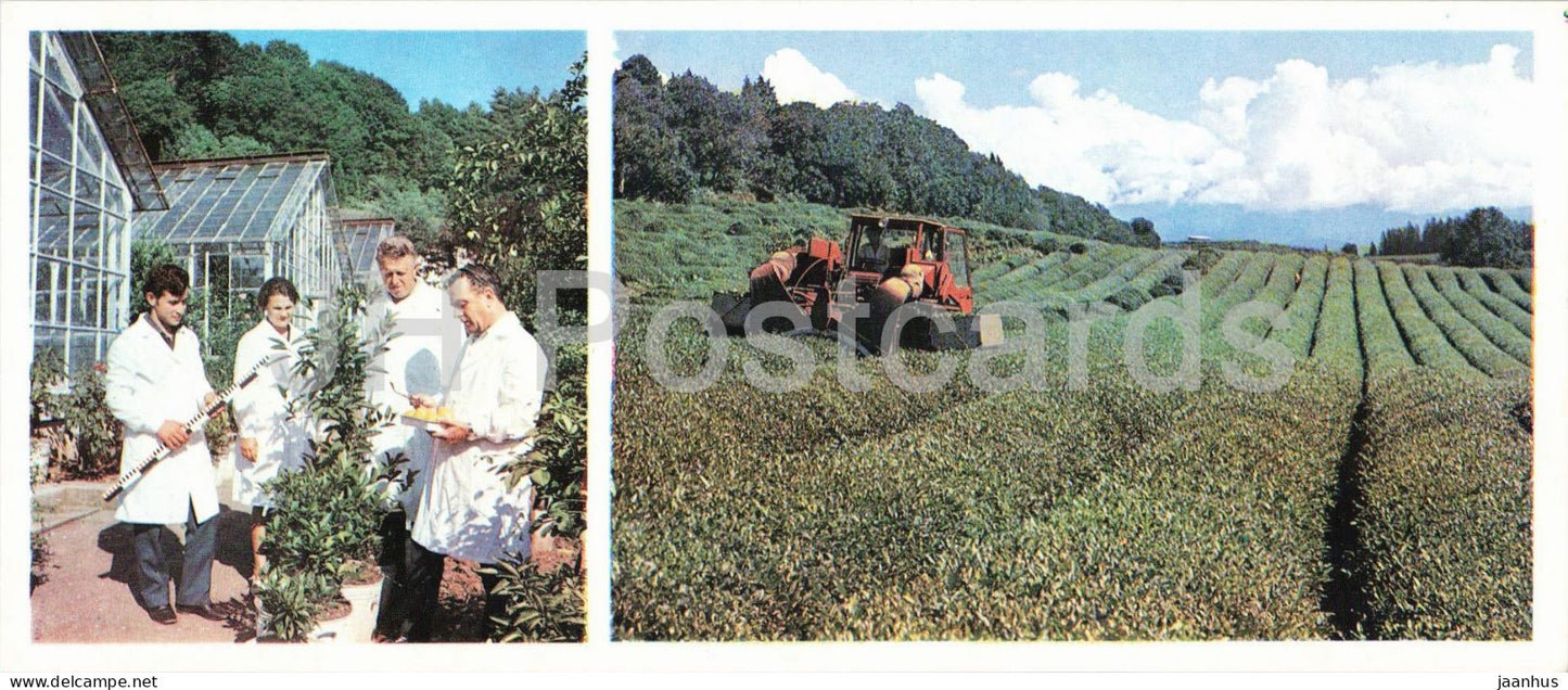 Abkhazia - Sukhumi - subtropical agriculture plantations - botanical - tea - 1976 - Georgia - USSR - unused - JH Postcards